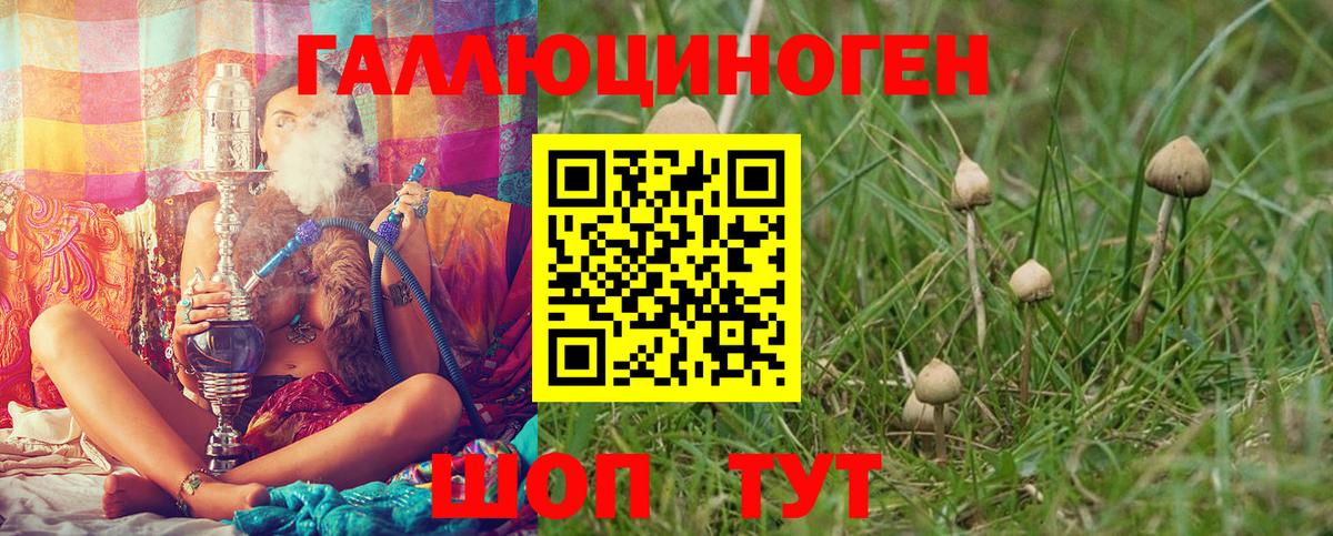 Псилоцибиновые грибы Psilocybine cubensis Кимовск