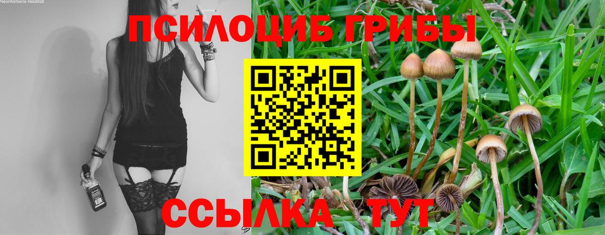 Кимовск  Галлюциногенные грибы прущие грибы  Вход с VPN 